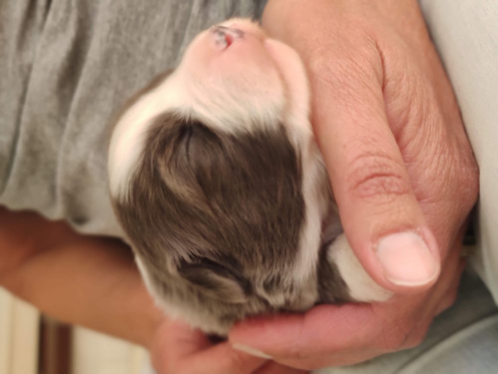 Pup Ayka